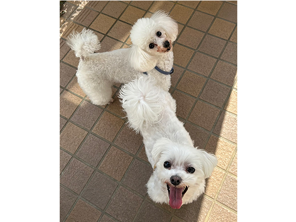 ☆卒業犬王子くんの近況☆